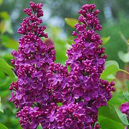 Lilas commun 'Andenken Ludwig Spaeth'  - 40-60 cm pot