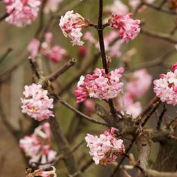 2 x Viorne d'hiver 'Charles Lamont'  - 50-60 cm pot