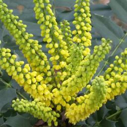 Mahonia media 'Winter Sun'  - 60-80 cm pot