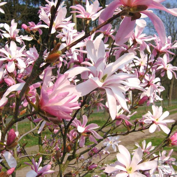 Magnolia loebneri 'Leonard Messel'  - 50-60 cm pot