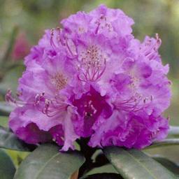 Rhododendron 'Alfred'  - 40-50 cm pot