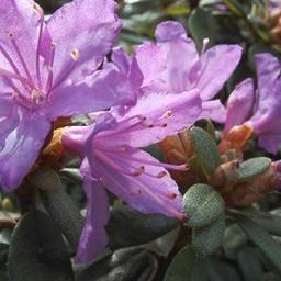 2 x Rhododendron 'Blue Tit'  - 20-30 cm pot