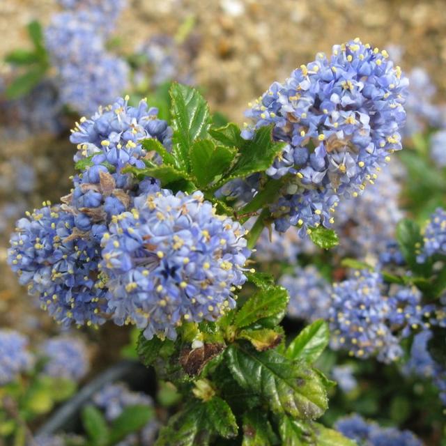 Lilas de Californie 'Blue Mound'  - 40-50 cm pot