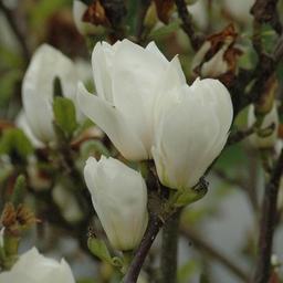 Magnolia x soulangiana  - 50-60 cm pot