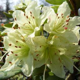 2 x Rhododendron 'Shamrock'  - 20-30 cm pot