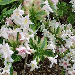 Weigela florida 'Nana Variegata'  - 60-80 cm pot