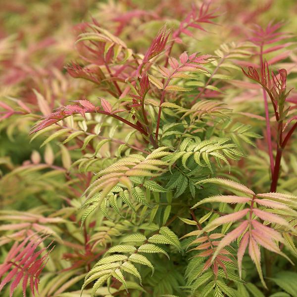 2 x Sorbaria sorbifolia 'Sem'  - 30-40 cm pot