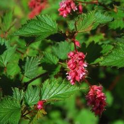 2 x Neillia affine  - 40-60 cm pot