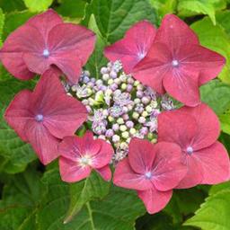 2 x Hortensia 'Rotkehlchen'  - 20-25 cm pot