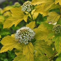 2 x Physocarpe à feuilles d'Obier  - 30-40 cm pot