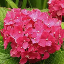 2 x Hortensia 'Deutschland'  - 25-30 cm pot