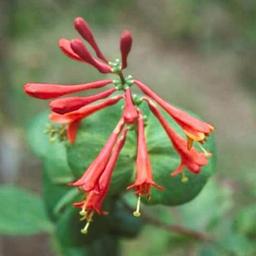 2 x Chèvrefeuille grimpant 'Dropmore Scarlet'  - 50-60 cm pot