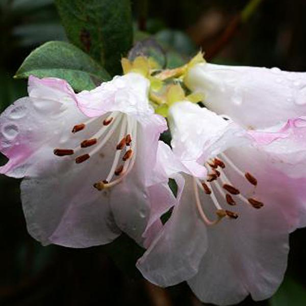 2 x Rhododendron 'Clipinense'  - 20-30 cm pot