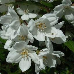 2 x Deutzie rosea 'Campanulata'  - 40-60 cm pot