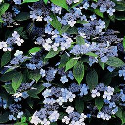 2 x Hortensia 'Bluebird'  - 25-30 cm pot