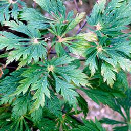 Érable du Japon à feuilles d'aconit  - 40-50 cm pot