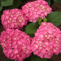 2 x Hortensia 'Freudenstein'  - 25-30 cm pot