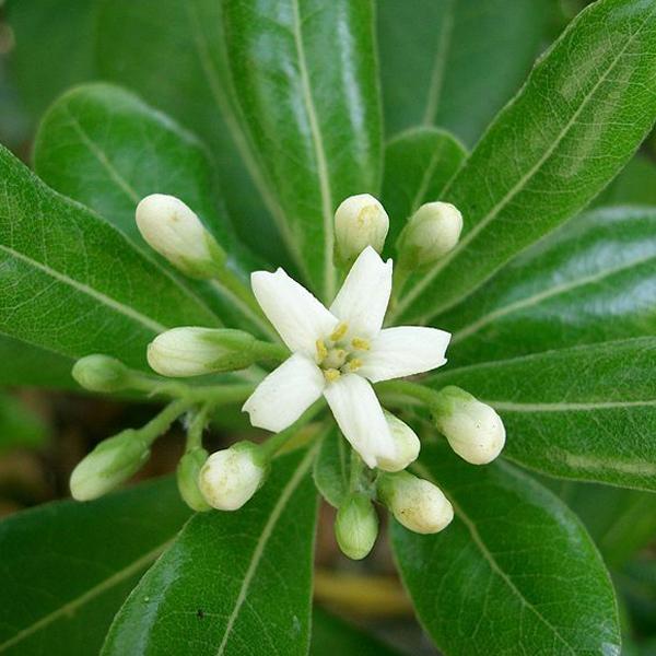 Pittosporum tobira 'Nanum'  - 25-30 cm pot