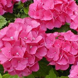 2 x Hortensia 'Benelux'  - 30-40 cm pot