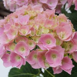 2 x Hortensia 'Bodensee'  - 25-30 cm pot