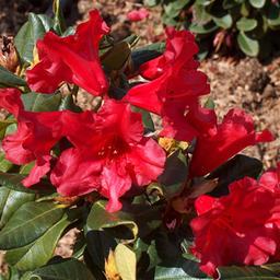 2 x Rhododendron 'Baden-Baden'  - 20-30 cm pot