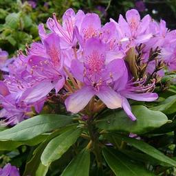 Rhododendron ponticum  - 40-60 cm pot