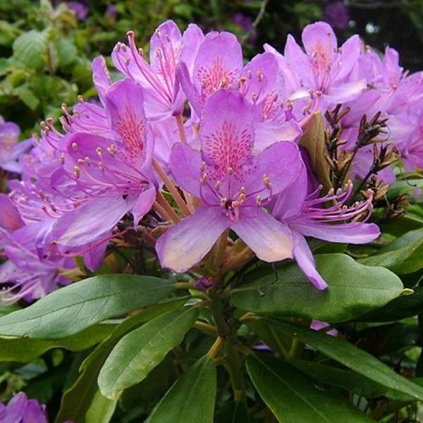 Rhododendron ponticum  - 40-60 cm pot