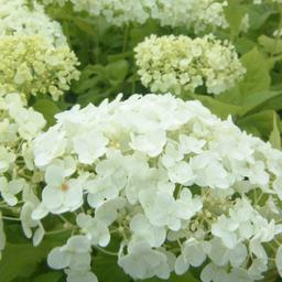 2 x Hortensia de Virginie 'Annabelle'  - 20-30 cm pot