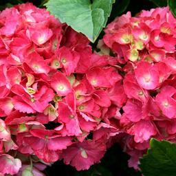 2 x Hortensia 'Hamburg'  - 25-30 cm pot