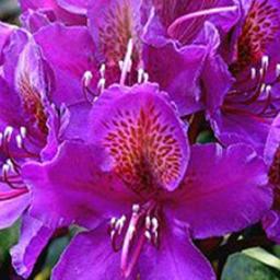 Rhododendron 'Marcel Menard'  - 40-50 cm pot