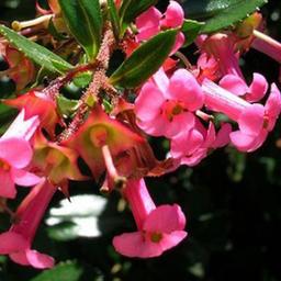 2 x Escallonia rubra macrantha  - 40-50 cm pot