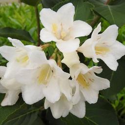 2 x Weigela 'Candida'  - 50-60 cm pot