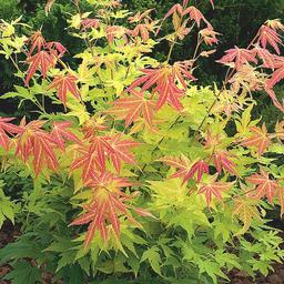 Érable du Japon 'Orange Dream'  - 50-60 cm pot