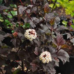 2 x Physocarpe à feuilles d'Obier 'Diabolo'  - 30-40 cm pot