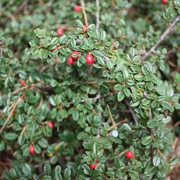 2 x Cotonéaster 'Skogholm'  - 30-40 cm pot