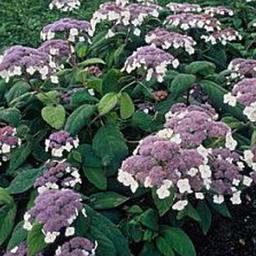 2 x Hortensia aspera 'Macrophylla'  - 60-80 cm pot