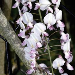 Glycine du Japon 'Rosea'  - 50-60 cm pot