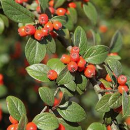 2 x Cotonéaster de Franchet  - 60-80 cm pot