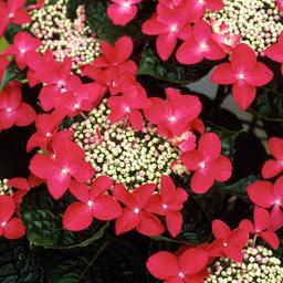 Hortensia 'Teller Red'  - 40-60 cm pot