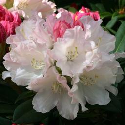 Rhododendron 'Dreamland'  - 30-40 cm pot