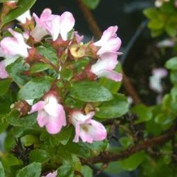 2 x Escallonia 'Apple Blossom'  - 40-50 cm pot