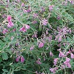 2 x Lespedeza thunbergii  - 30-40 cm pot