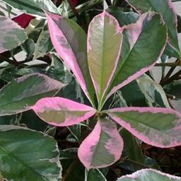 Photinia fraseri 'Pink Marble'®  - 40-50 cm pot