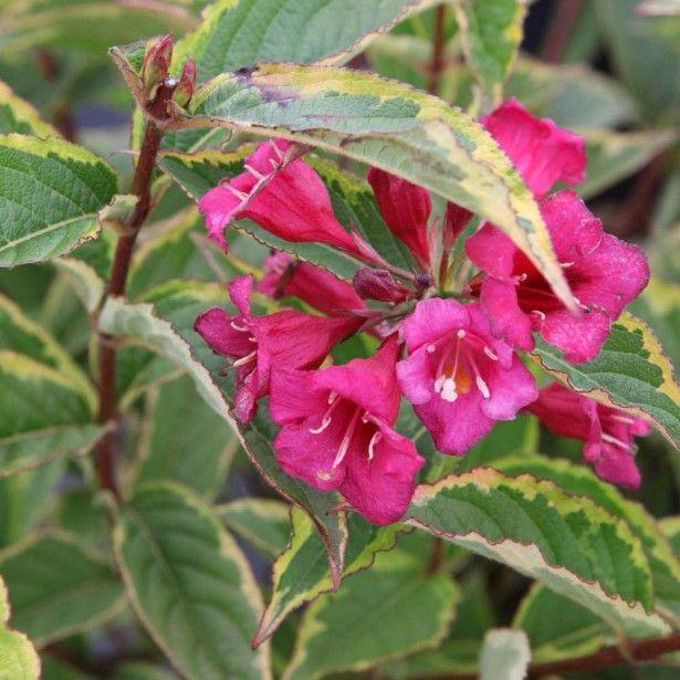 2 x Weigela florida 'Moulin Rouge'  - 50-60 cm pot