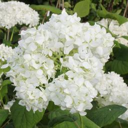 2 x Hortensia de Virginie  - 30-50 cm pot