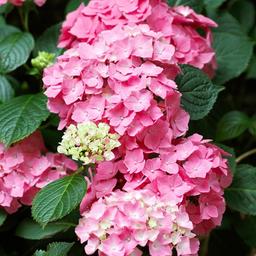 2 x Hortensia 'Pia'  - 25-30 cm pot