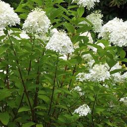 Hortensia paniculé 'Grandiflora'  - 60-80 cm pot