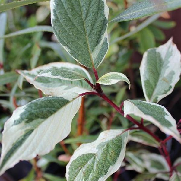 2 x Cornouiller blanc 'Sibirica Variegata'  - 50-60 cm pot