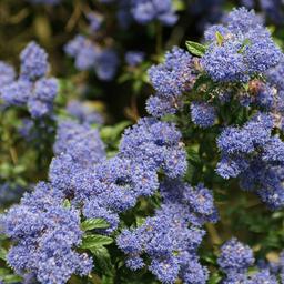 2 x Lilas de Californie 'Concha'  - 30-40 cm pot