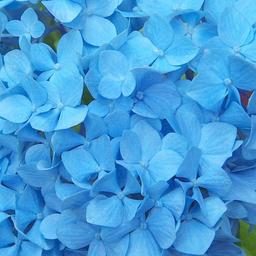 2 x Hortensia 'Nikko Blue'  - 25-30 cm pot